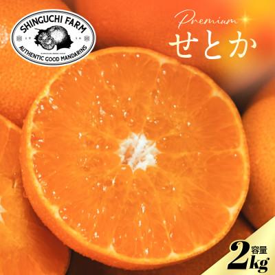 ふるさと納税 八幡浜市 【数量限定】五代目が厳選した「柑橘の大トロ せとか」2kg【C70-96】