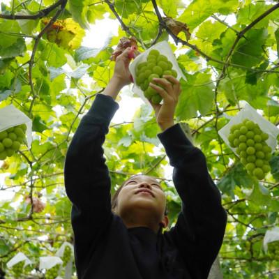 ふるさと納税 山梨市 2026年発送 山梨県山梨市 安心のクール便発送