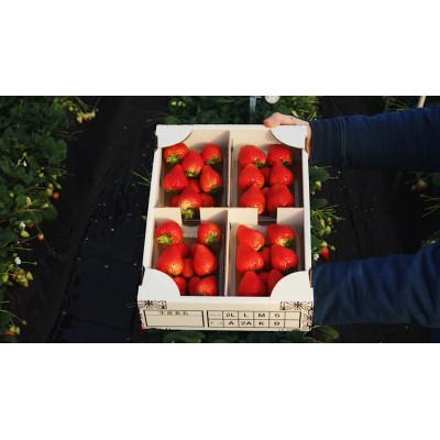 ふるさと納税 日光市 [先行予約]大粒とちあいか2パック&amp;とちおとめ2パック計1kg[1月上旬より順次発送]