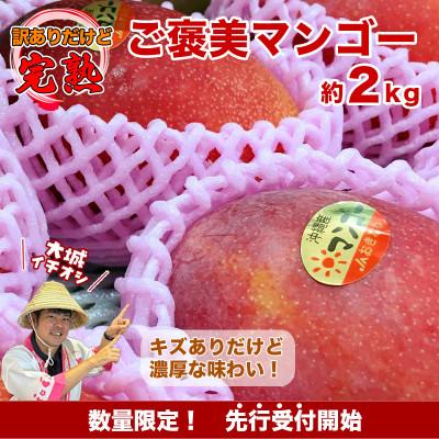 ふるさと納税 南城市 [先行予約]ご家庭用ご褒美アップルマンゴー 約2kg