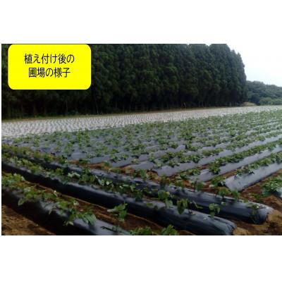 ふるさと納税 神崎町 【先行予約・1月中旬以降出荷】神崎町産べにはるか 洗い「さつまいも」M〜Sサイズ混合 5kgの画像