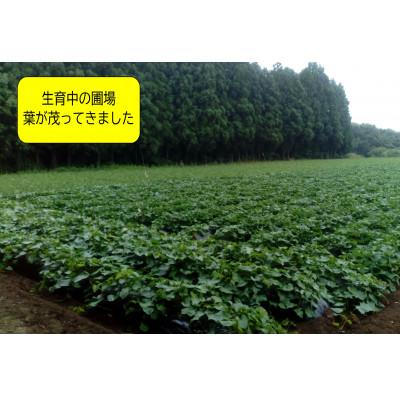 ふるさと納税 神崎町 【先行予約・1月中旬以降出荷】神崎町産べにはるか 洗い「さつまいも」M〜Sサイズ混合 5kgの画像