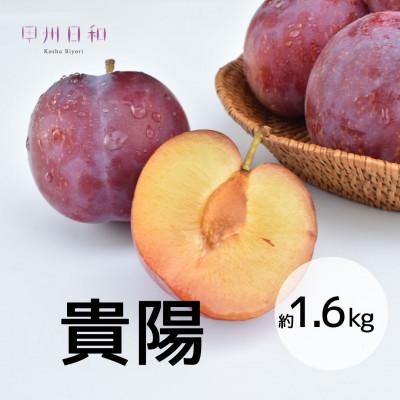 ふるさと納税 甲州市 [2026年度]高級すもも 貴陽 約1.6kg(8〜12玉)B18-131