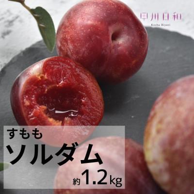 ふるさと納税 甲州市 [2026年度]甲州市産すもも ソルダム 約1.2kg