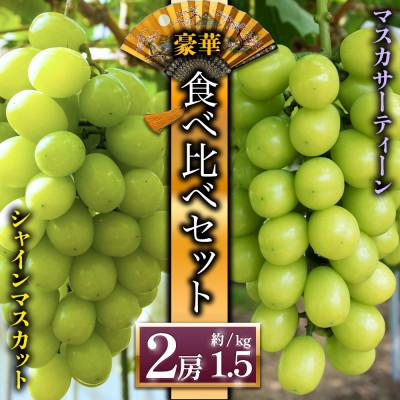 ふるさと納税 阿蘇市 シャインマスカットと希少品種 マスカサーティーン ぶどう食べ比べ[後藤ぶどう園]