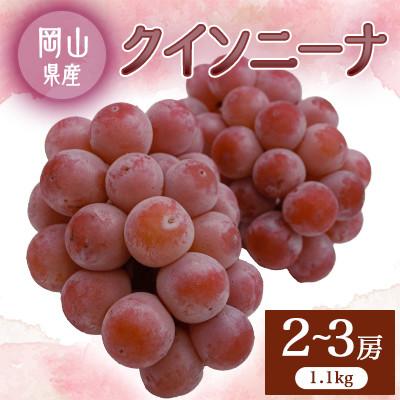 ふるさと納税 井原市 2026年先行予約 クイーンニーナ 2〜3房