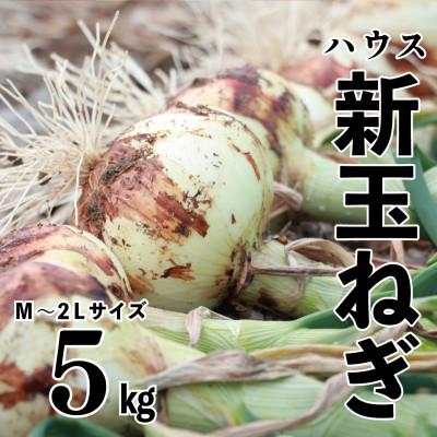 ふるさと納税 宇城市 先行予約 新玉ねぎ 5kg 訳あり M〜2L混合[2026年2月中旬〜3月上旬発送]