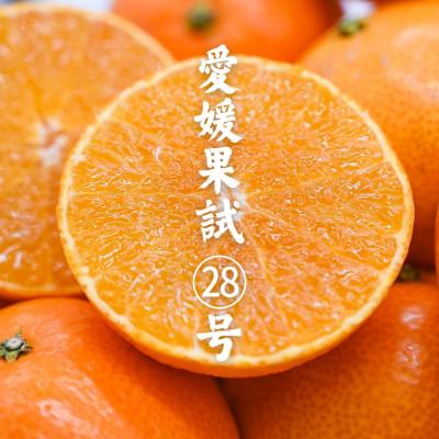 ふるさと納税 松山市 訳あり 愛果28号 みかん約5玉〜10玉程度|ジューシーな家庭用柑橘[12月〜1月発送]