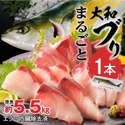 ふるさと納税 延岡市 まるごと一本!大和ブリ 約5.5kg(内臓処理済み)