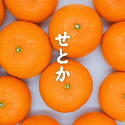 ふるさと納税 松山市 訳あり せとか みかん約5玉〜10玉(家庭用)|濃厚ジューシー柑橘[2月中旬〜3月下旬頃発送]