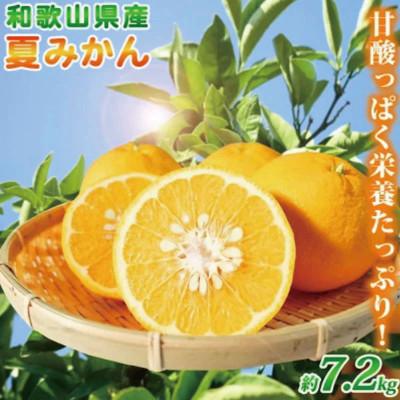 ふるさと納税 北山村 夏みかん 7.2kg ※2027年4月中旬頃〜2027年4月下旬