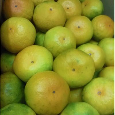 ふるさと納税 三豊市 [造田商店]ゆら早生みかん 約5kg×1箱(サイズSS〜L)