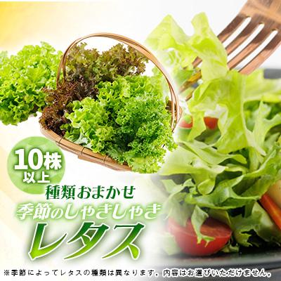 ふるさと納税 阿南市 新鮮しゃきしゃきレタス | 