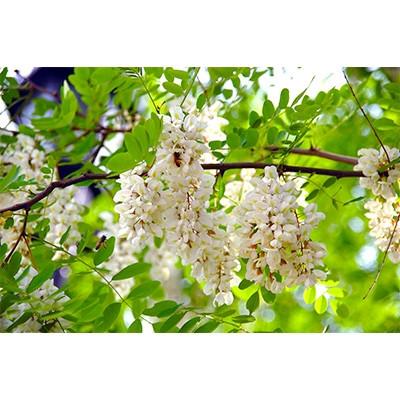 ふるさと納税 小坂町 【明治百年堂】アカシアはちみつセット(250g×3個)の画像