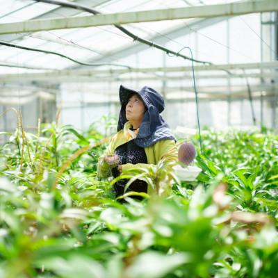 ふるさと納税 中城村 【2027年6月から順次発送・訳あり】護佐丸マンゴー1.2kg(3〜6玉) |  | 02
