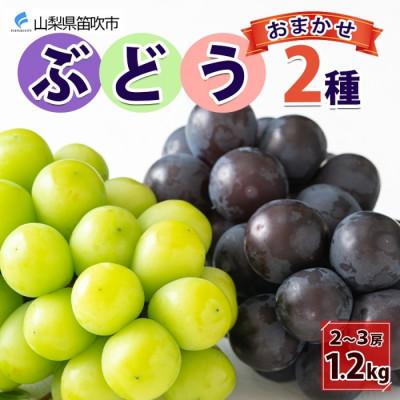 ふるさと納税 笛吹市 [2026年先行予約]山梨県産 泰果園のぶどう 2種おまかせ 2〜3房 約1.2kg 笛吹市