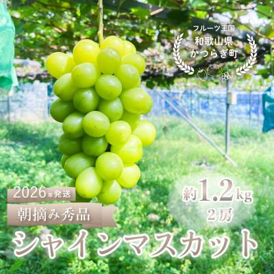 ふるさと納税 高野町 ぶどう先行予約! シャインマスカット秀品 2房(約1.2kg)こだわり農家厳選!