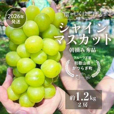 ふるさと納税 印南町 ぶどう先行予約! シャインマスカット秀品 2房(約1.2kg)こだわり農家厳選!