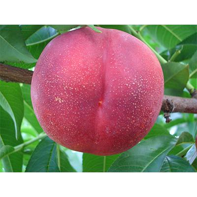 ふるさと納税 山梨市 2026年先行 スイートネクタリン 約2kg(6〜12個)