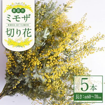 ふるさと納税 箕面市 箕面産ミモザ切り花(5本)2月上旬以降発送予定