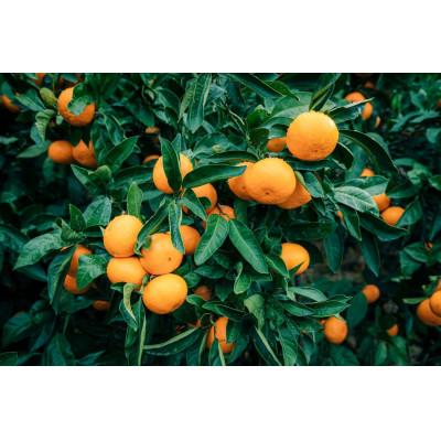 ふるさと納税 八幡浜市 [訳あり]西宇和みかん小玉5kg(小玉3S〜Sサイズ込み)[C21-46]