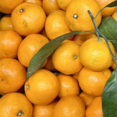 ふるさと納税 今治市 [宗方印][数量限定]温州みかん 約3kg(家庭用)[K003650K3]