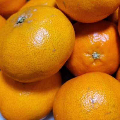 ふるさと納税 今治市 [宗方印][数量限定]甘平 約1.5kg(家庭用) [K003630K1.5]