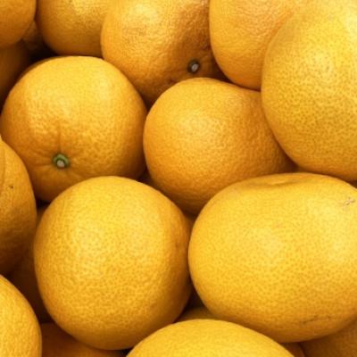 ふるさと納税 今治市 [宗方印][数量限定]八朔 約3kg(家庭用) [K003640K3]