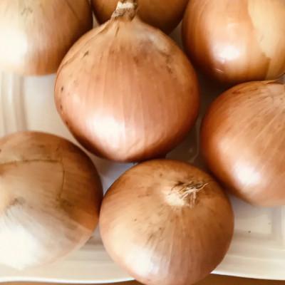 ふるさと納税 帯広市 【訳あり】北海道 十勝 帯広産 玉ねぎ 20kg |  | 01