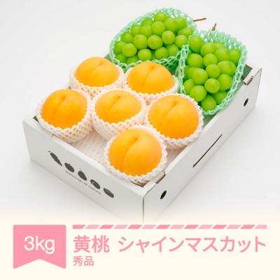ふるさと納税 村山市 [先行受付] 有袋黄桃 秀品&amp;シャインマスカット 詰め合わせ 約3kg 令和8年産