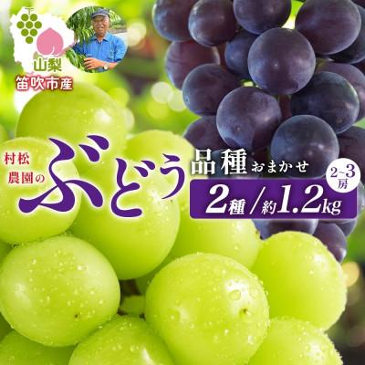 ふるさと納税 笛吹市 [2026年先行予約]山梨県 笛吹市産 村松農園のぶどう 2種おまかせ 2〜3房 約1.2kg