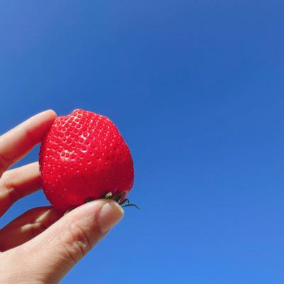 ふるさと納税 田原市 苺2品種食べ比べセット 4パック 1箱