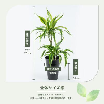 ふるさと納税 指宿市 【観葉植物】ドラセナ・ワーネッキー・レモン