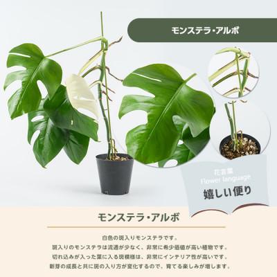 ふるさと納税 指宿市 【観葉植物】モンステラ・アルボ 40cm〜60cm(IB165-017) |  | 01