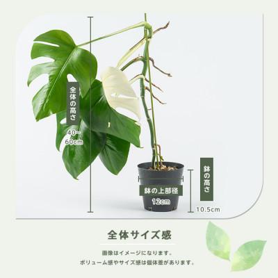 ふるさと納税 指宿市 【観葉植物】モンステラ・アルボ 40cm〜60cm(IB165-017) |  | 02