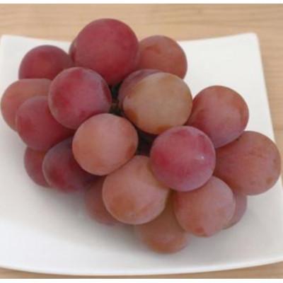 ふるさと納税 千曲市 [2026年発送]クイーンルージュ(R) 約700g(1房)