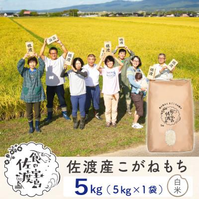 ふるさと納税 佐渡市 佐渡島産こがねもち もち精米5Kg(5Kg×1袋)[令和7年産]