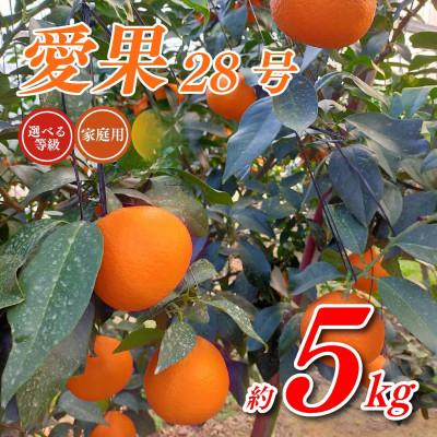 ふるさと納税 松山市 [先行予約]トロトロの果肉!あいか 約5kg 家庭用(愛果28号)