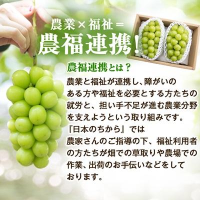 ふるさと納税 山梨市 2026年発送【見た目は訳あり?味は満足!】農福連携シャインマスカット計1kg【ご家庭用】_1