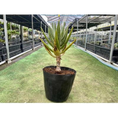 ふるさと納税 長与町 アロエ ディコトマ(小) 1株 長与町/アグリューム Aloidendron dichotomum