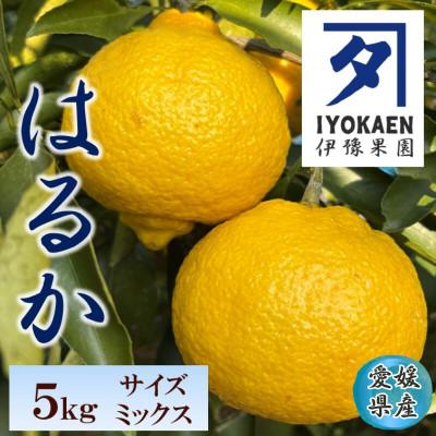 ふるさと納税 伊予市 はるか サイズミックス 約5kg ご家庭用 伊豫果園で人気の柑橘 愛媛県伊予市 |