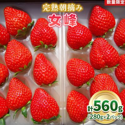 ふるさと納税 矢板市 [数量限定] 完熟朝摘み 女峰 560g 澳原いちご農園