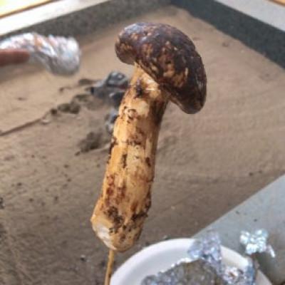 ふるさと納税 小諸市 松茸 約200g