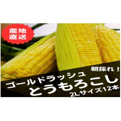 ふるさと納税 中富良野町 AB-018[2026年発送]朝採り黄色いとうもろこし 12本入(計約4.2kg以上)