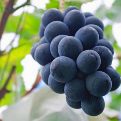 ふるさと納税 千曲市 [2026年発送]ぶどう ナガノパープル粒パック 約1kg