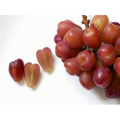 ふるさと納税 千曲市 [2026年発送]ぶどう 粒がハート型!「マイハート」約1kg〜1.2kg