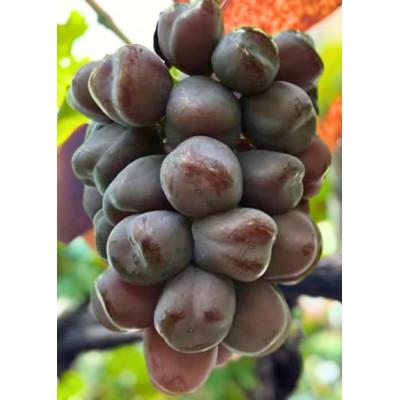 ふるさと納税 千曲市 [2026年発送]黒いシャインマスカット「富士の輝」 約1kg〜約1.2kg