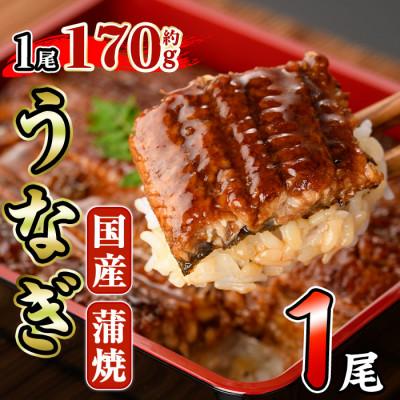 ふるさと納税 門川町 国産うなぎ蒲焼(約170g×1尾)