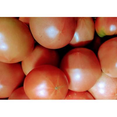 ふるさと納税 飯田市 訳ありトマト 1.8kg