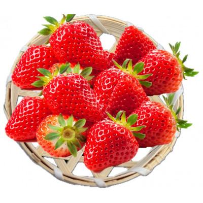 ふるさと納税 吉野ヶ里町 さがほのか 計960g 佐賀県産(吉野ヶ里町)